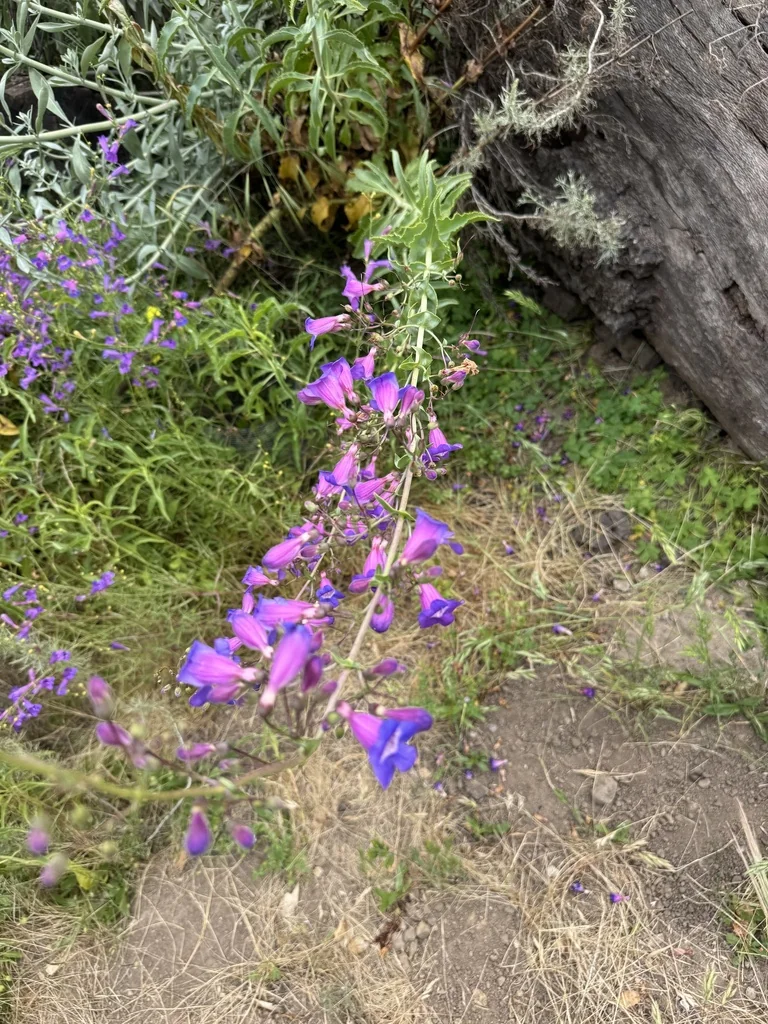 Penstemon Spectabilis