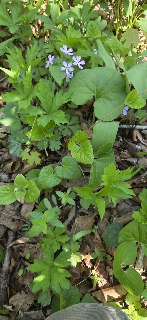 Meehania Cordata
