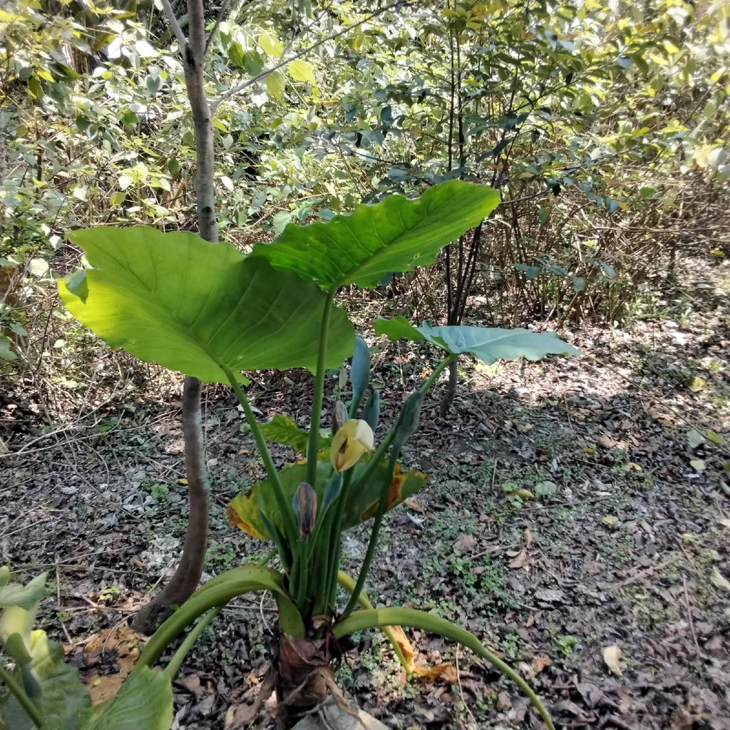 Alocasia amazonica