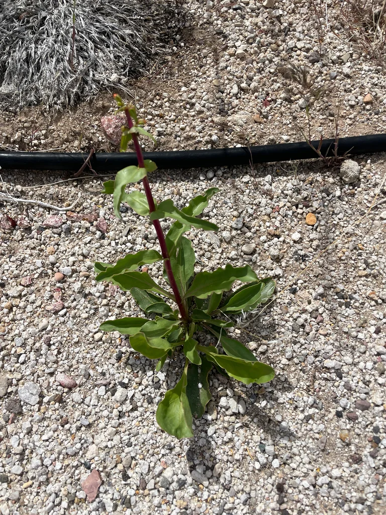 Penstemon Eatonii