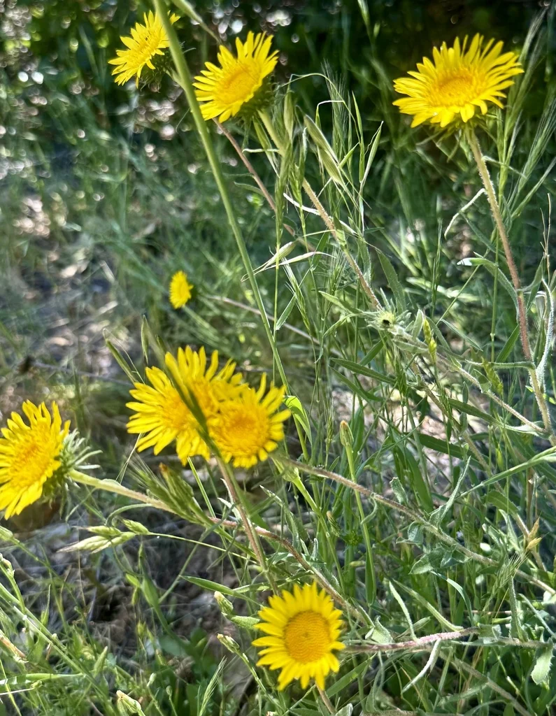 Grindelia Hirsutula