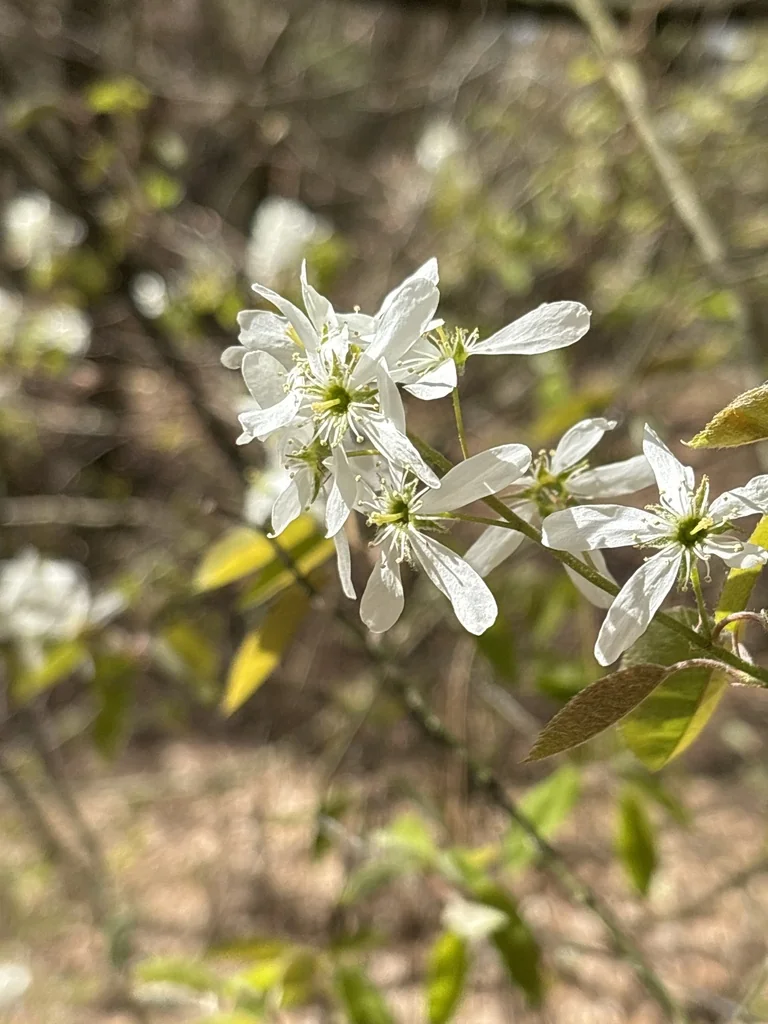 Amelanchier Lamarckii