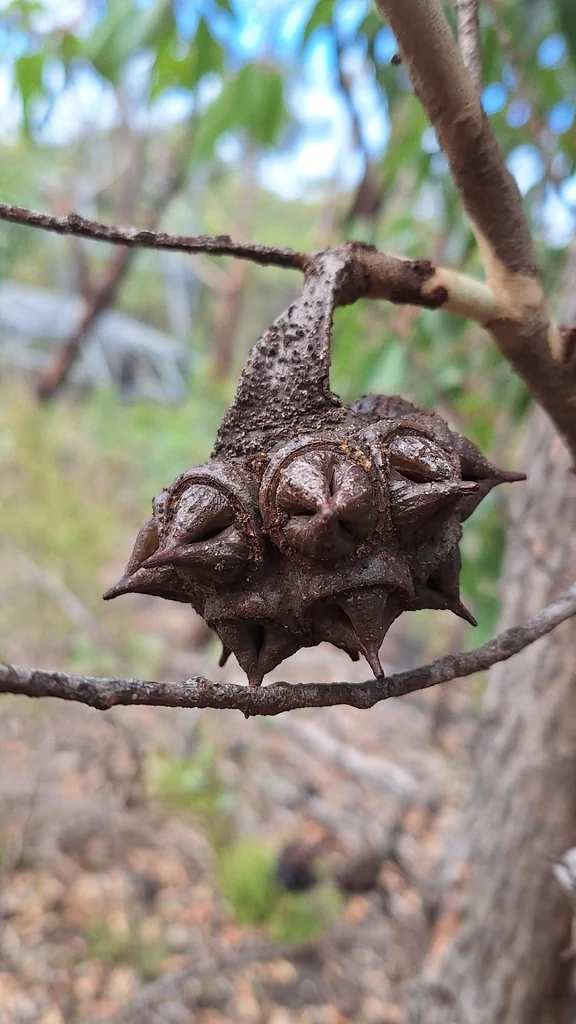 Eucalyptus Conferruminata