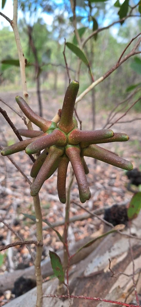 Eucalyptus Conferruminata