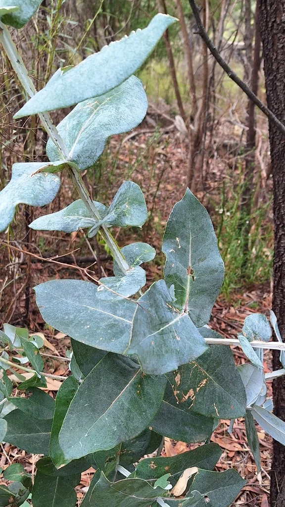 Eucalyptus Globulus