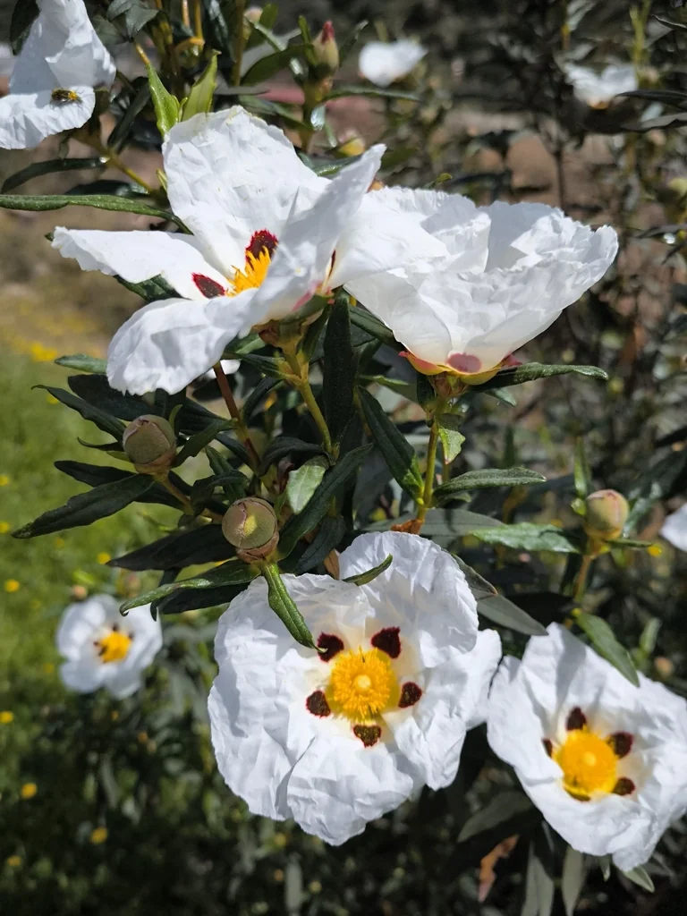 Cistus Ladanifer