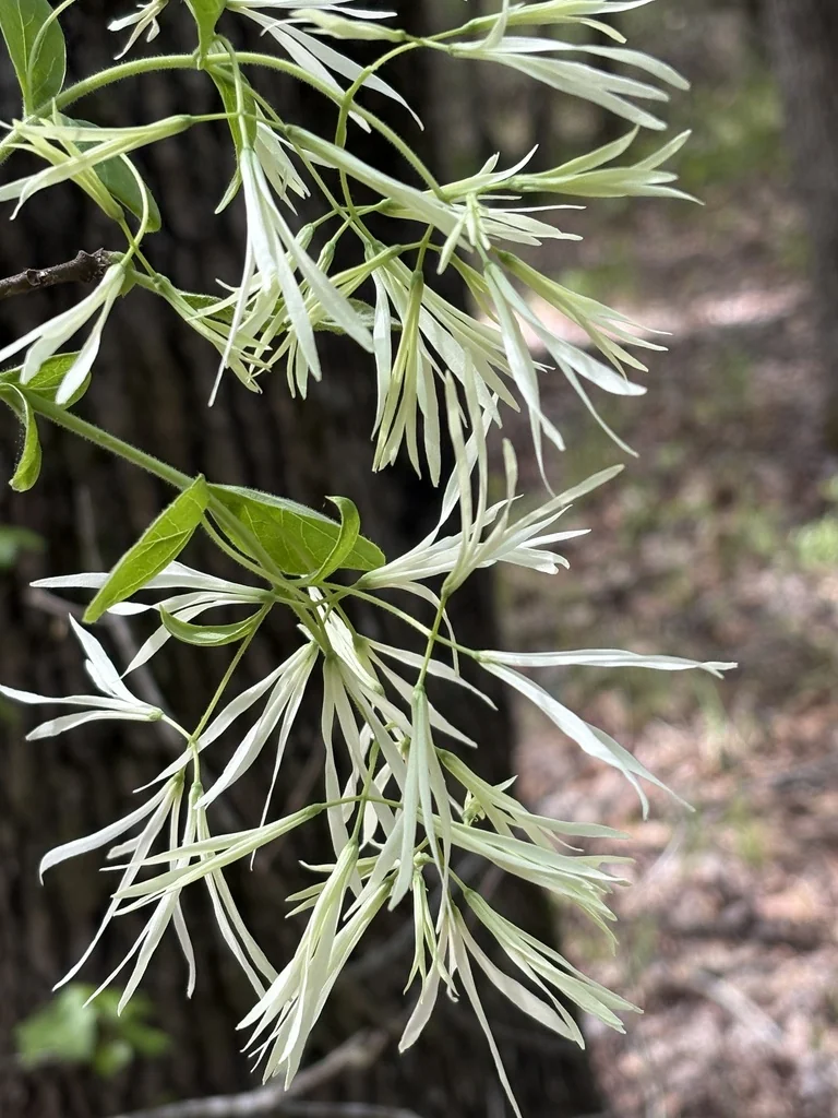 Chionanthus Virginicus