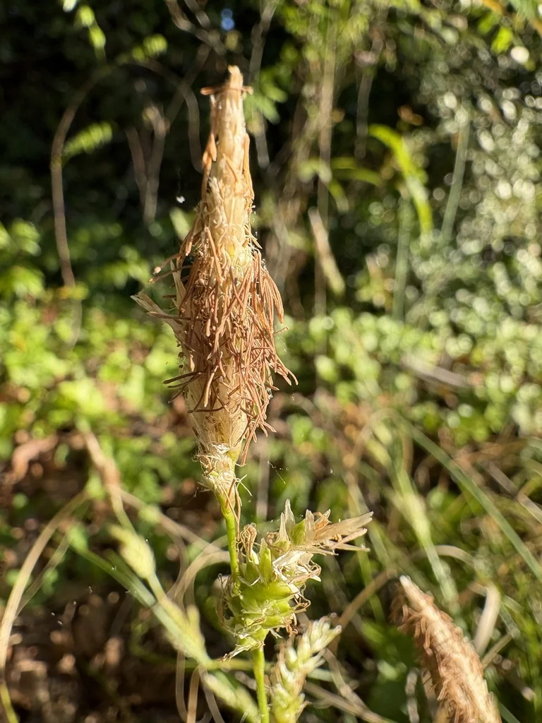 Carex Cherokeensis