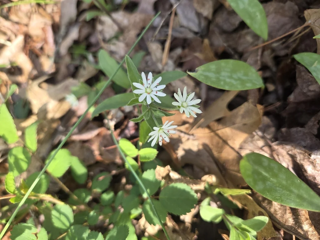 Stellaria Pubera