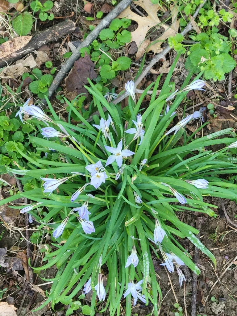 Ipheion Uniflorum
