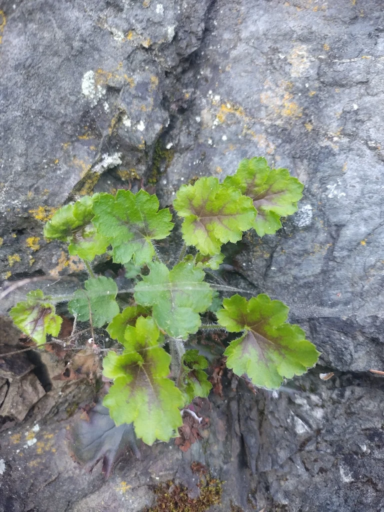 Heuchera Micrantha