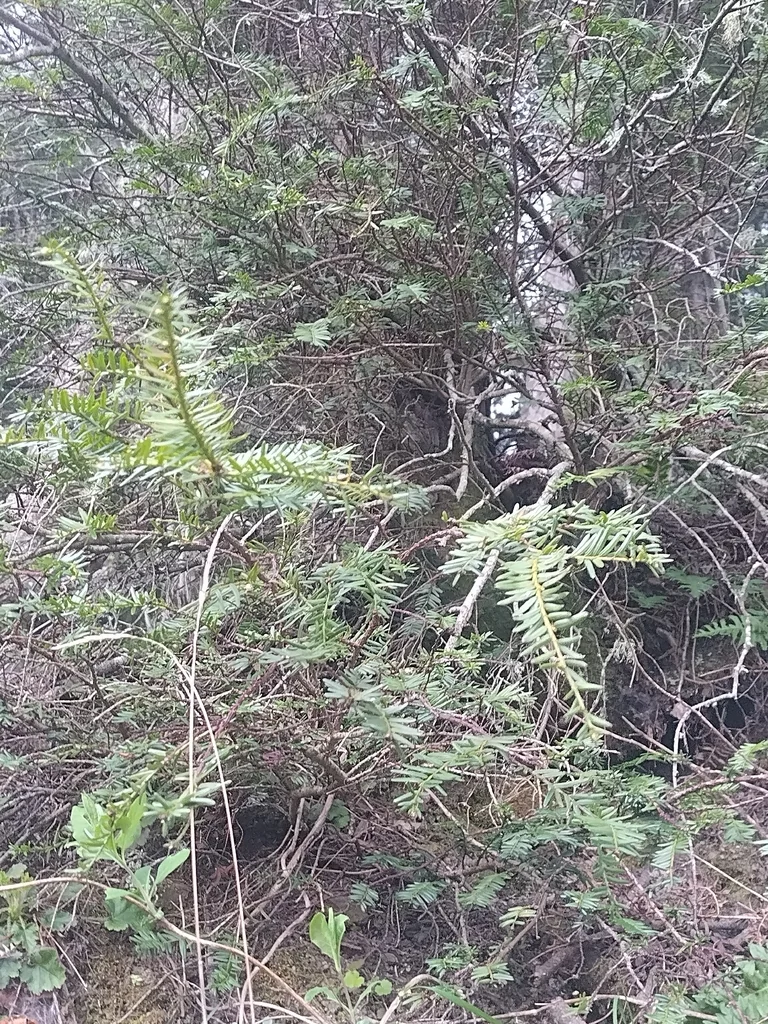 Taxus Brevifolia