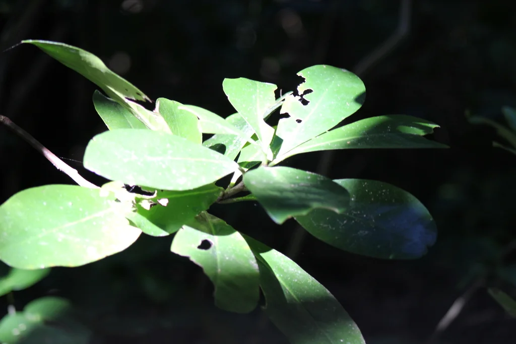 Corynocarpus Laevigatus