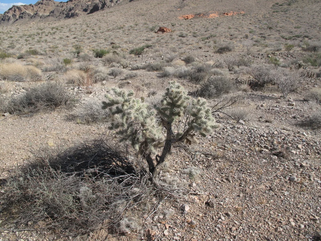 Cylindropuntia Echinocarpa