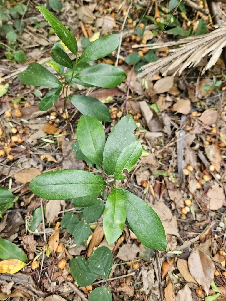 Prunus Caroliniana