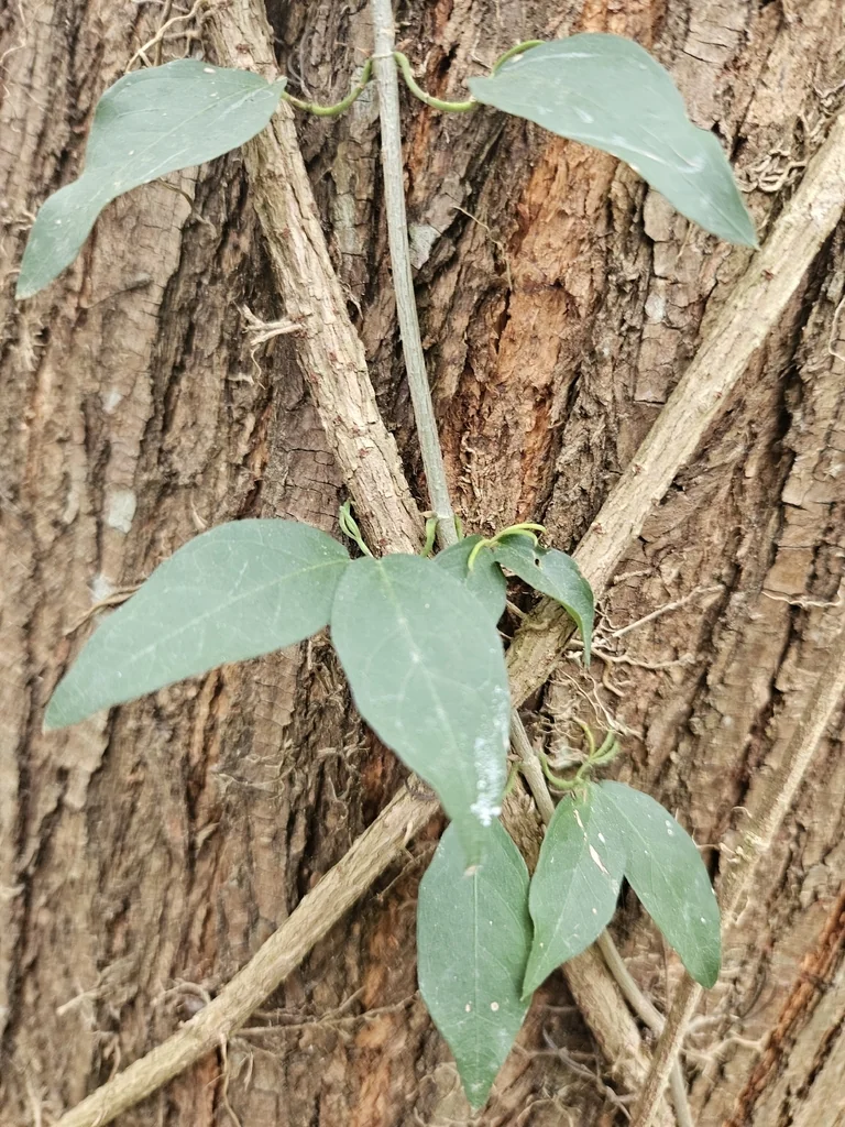 Macfadyena Unguis-Cati