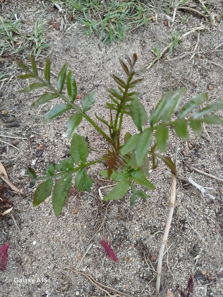 Harpephyllum Caffrum