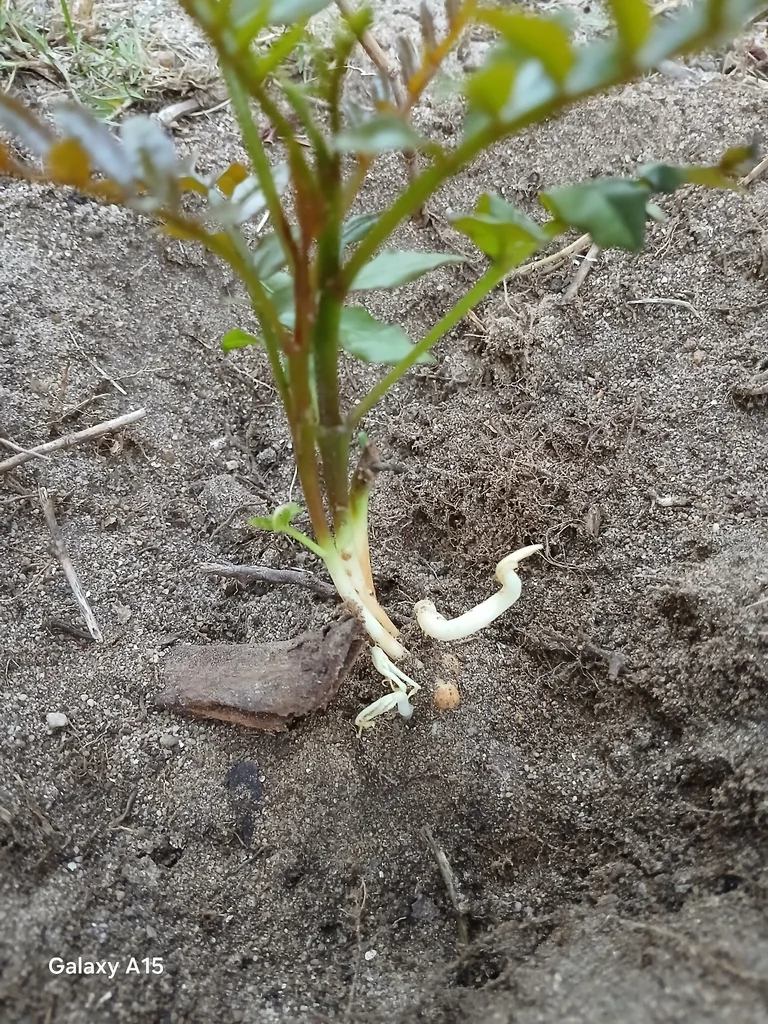Harpephyllum Caffrum