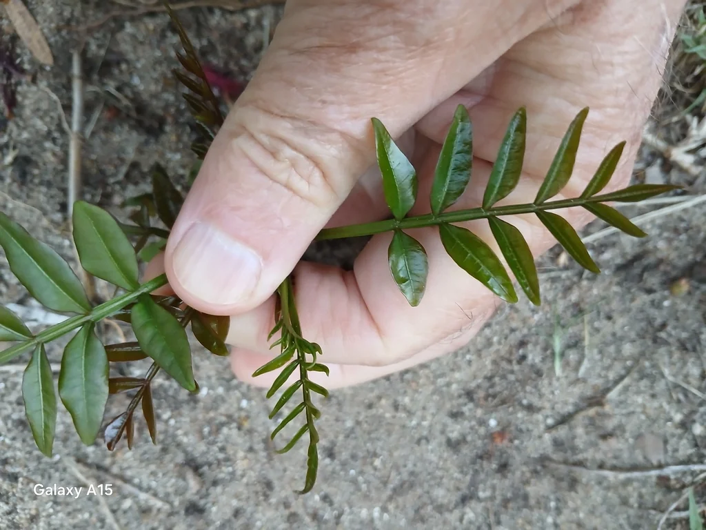 Harpephyllum Caffrum