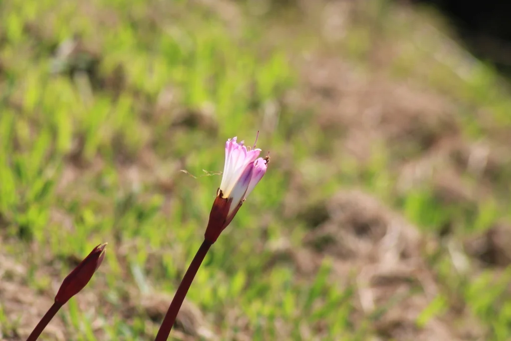 Amaryllis Belladonna