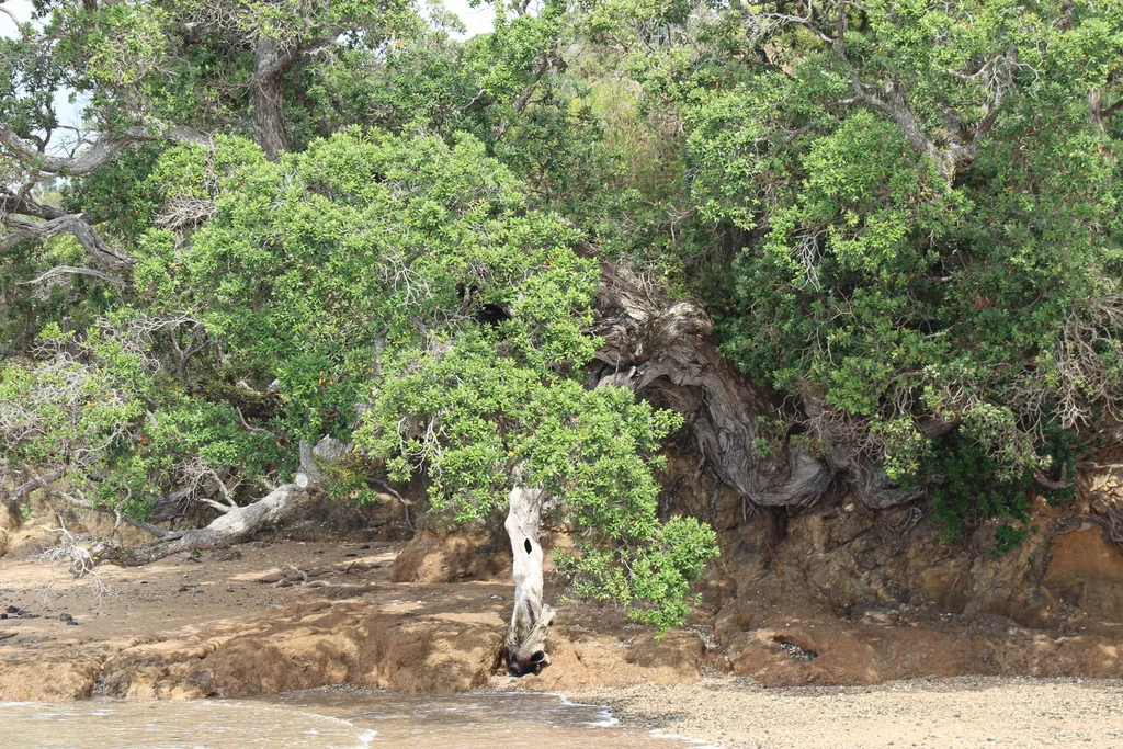 Metrosideros Excelsa