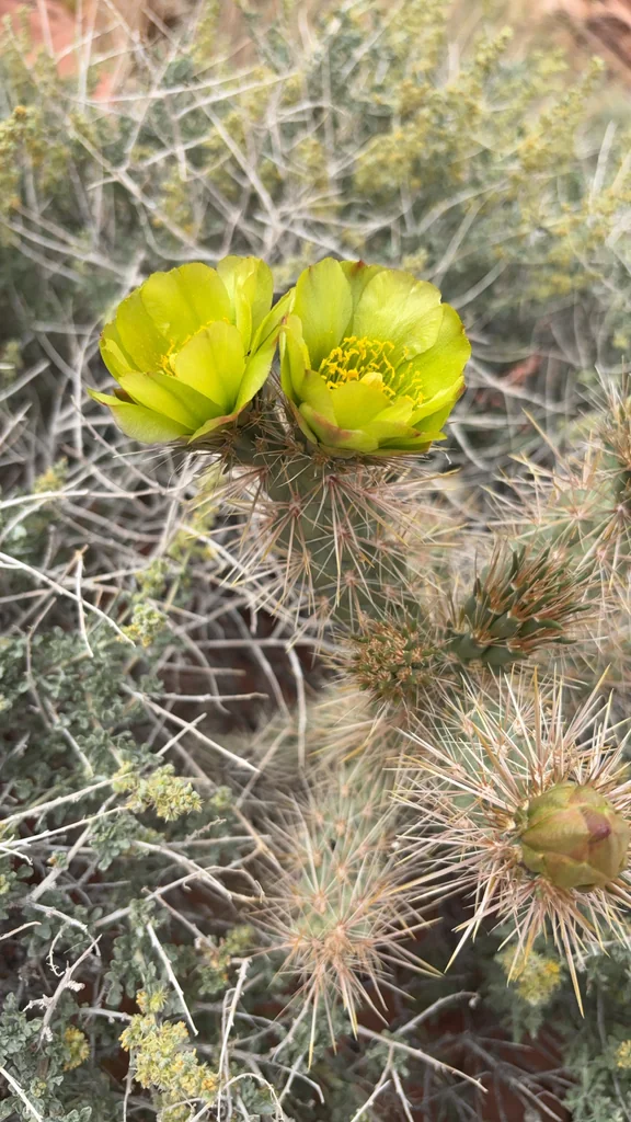 Cylindropuntia Echinocarpa