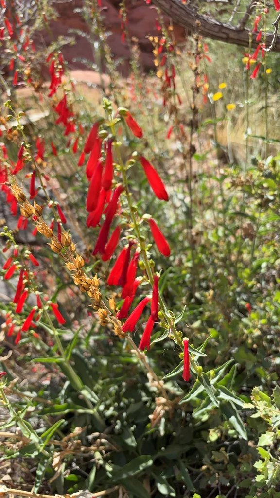Penstemon Eatonii