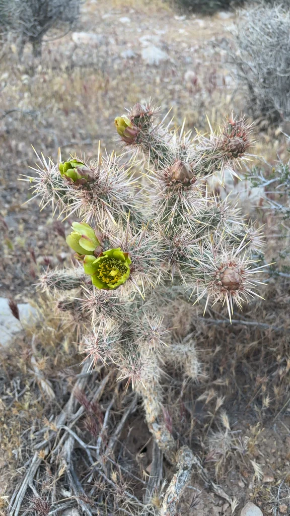 Cylindropuntia Echinocarpa