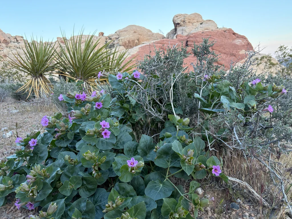Mirabilis Multiflora