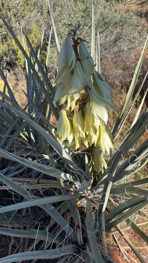 Yucca Baccata