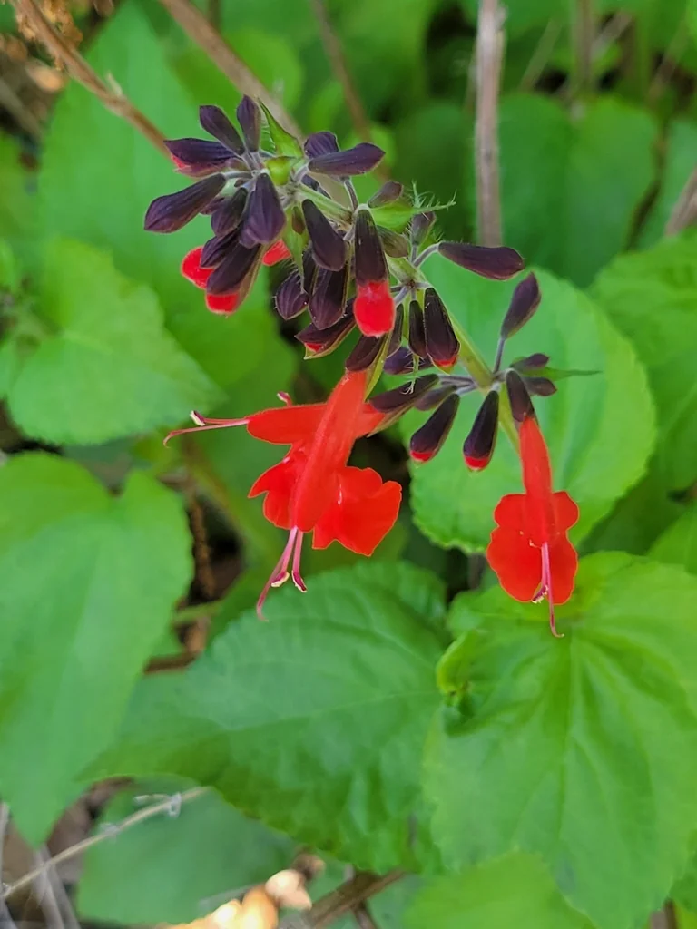 Salvia coccinea