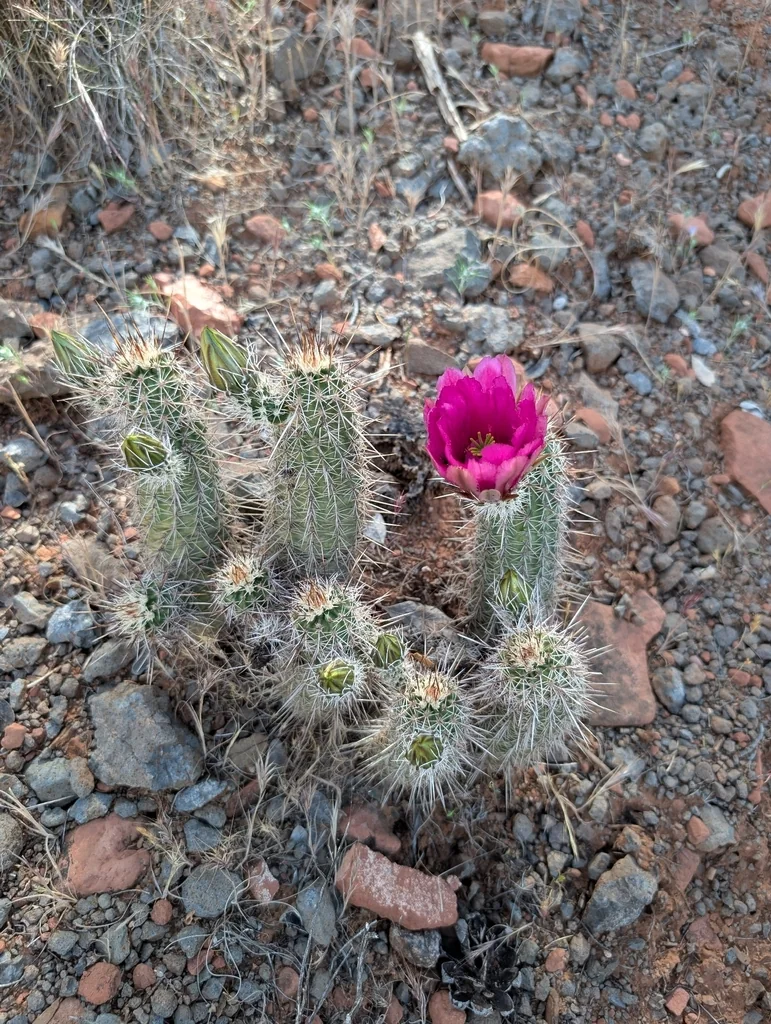Echinocereus Fasciculatus