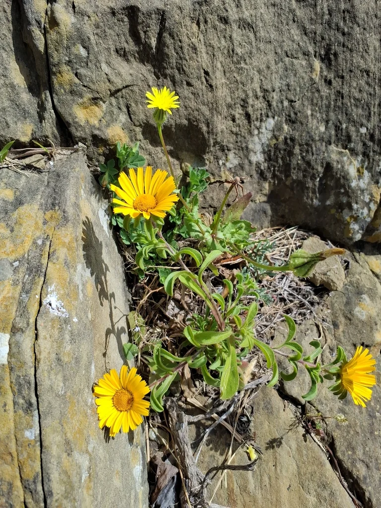 Asteriscus Maritimus