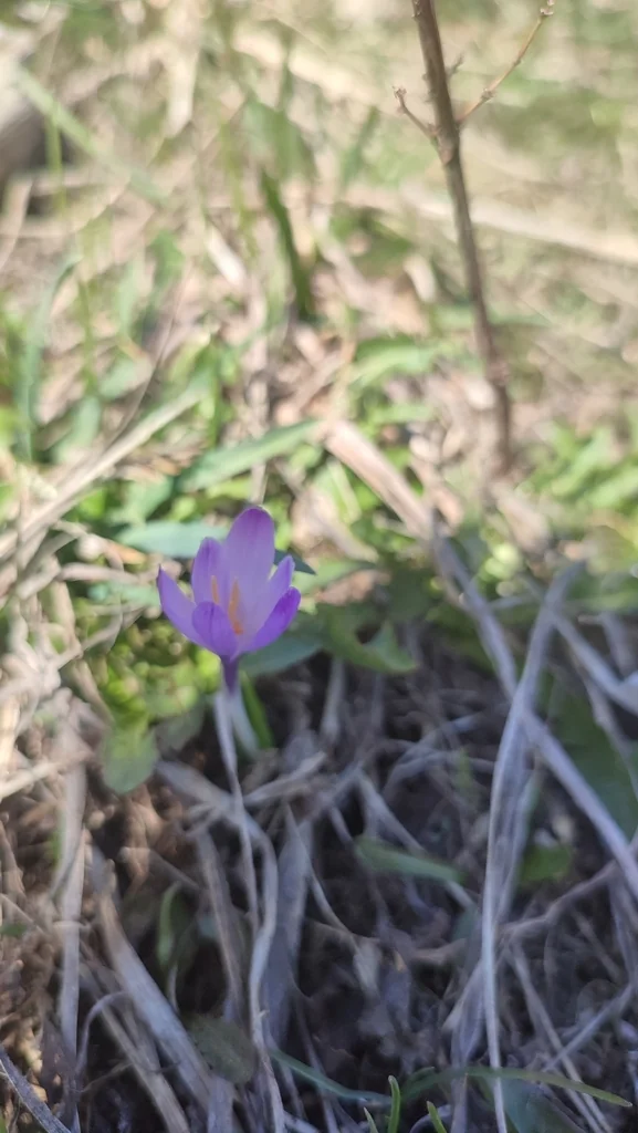 Crocus Vernus