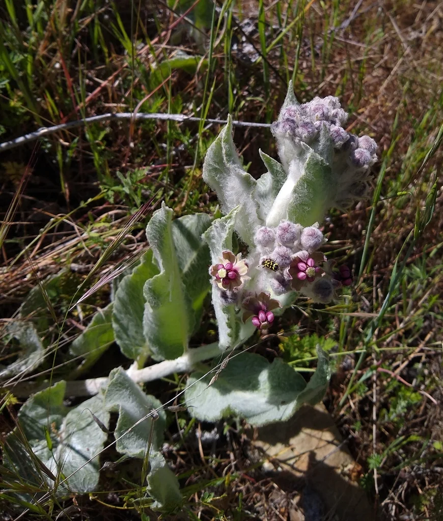 Asclepias Californica
