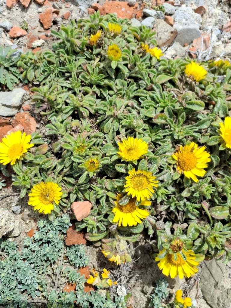 Asteriscus Maritimus