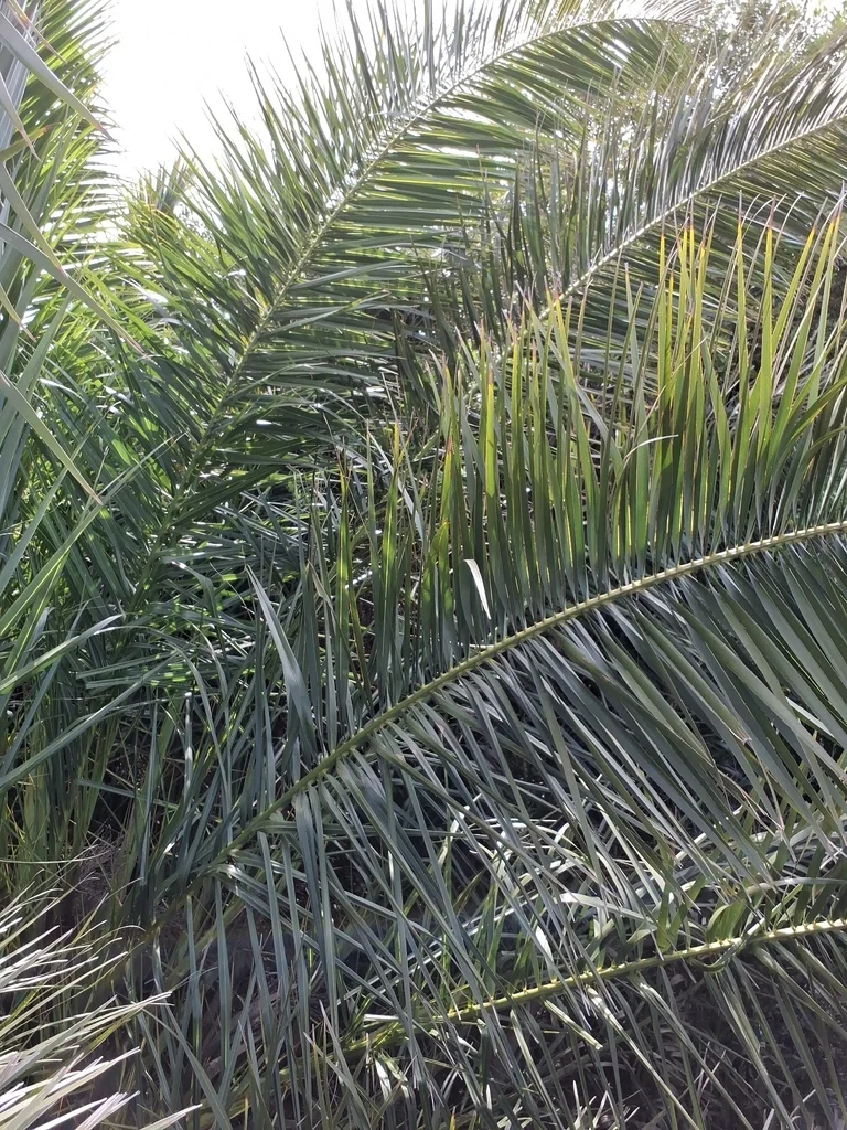 Phoenix Canariensis