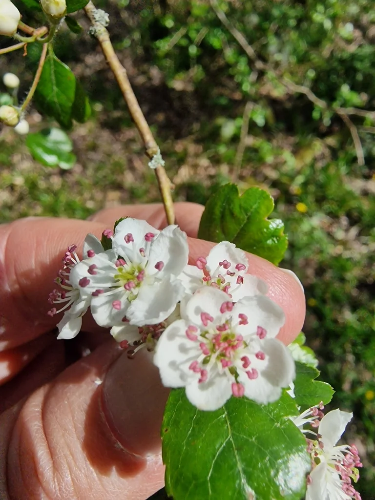 Crataegus Laevigata