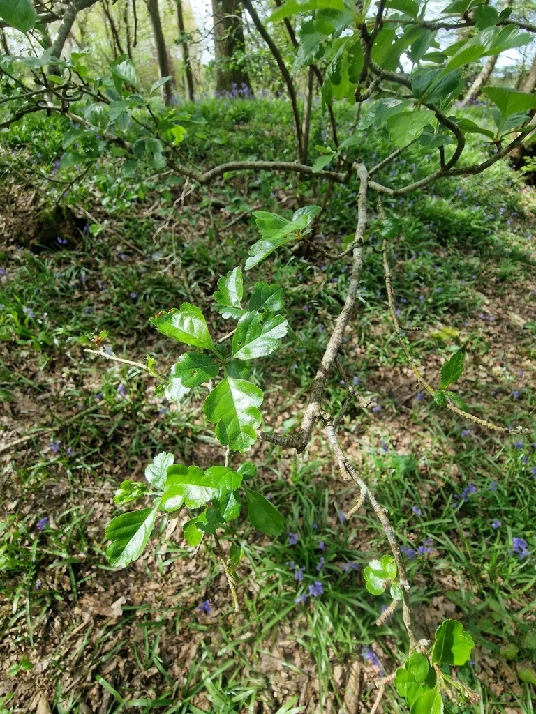 Crataegus Laevigata