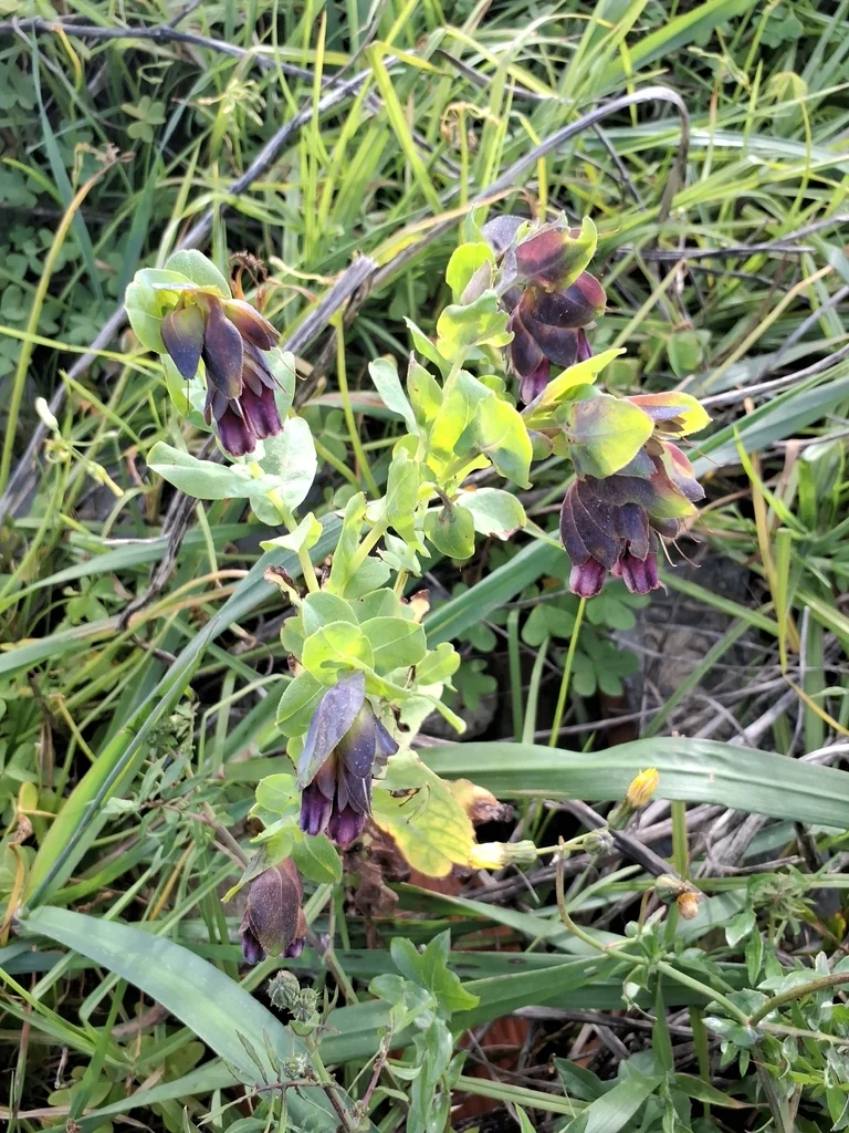 Cerinthe Major