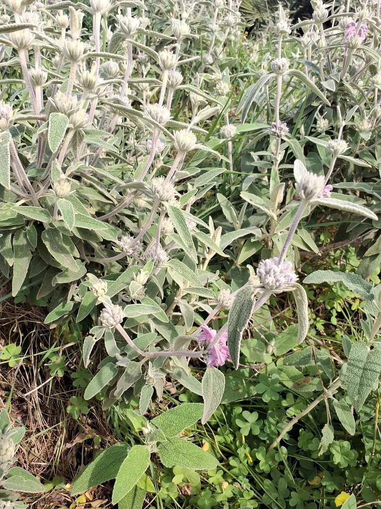 Phlomis Purpurea