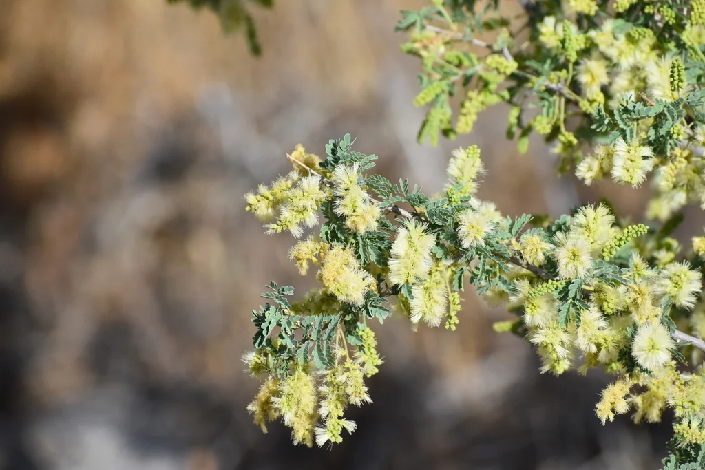 Acacia Greggii