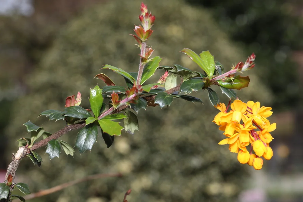 Berberis Darwinii