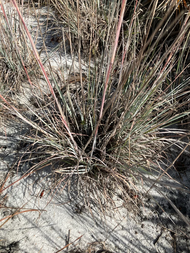 Andropogon Virginicus