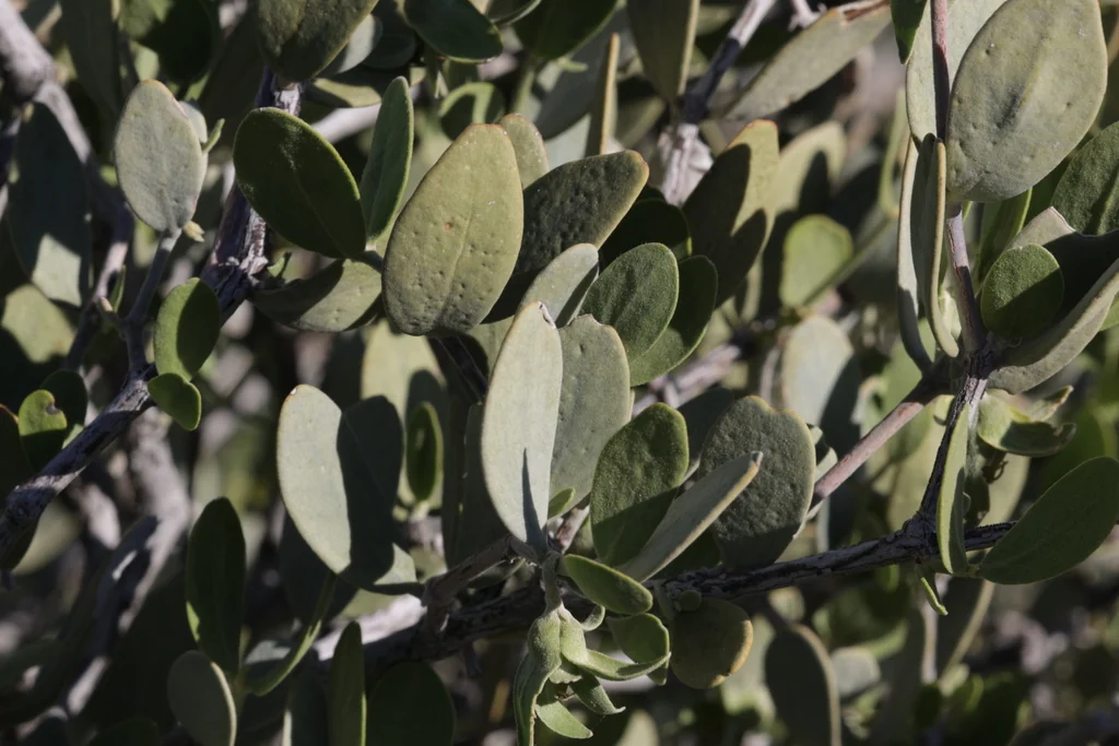 Simmondsia Chinensis