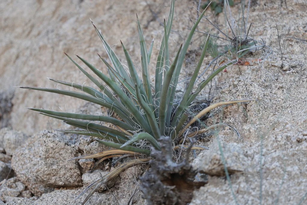 Yucca Schidigera
