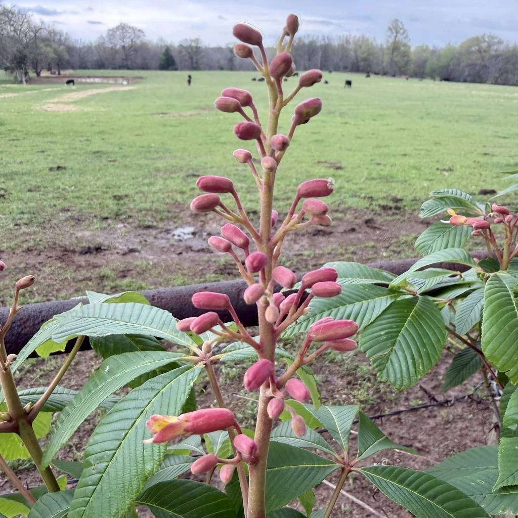 Aesculus Pavia