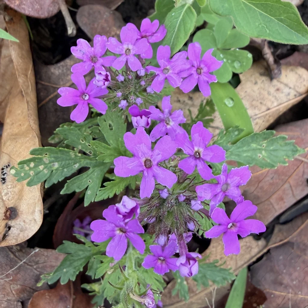 Verbena Canadensis