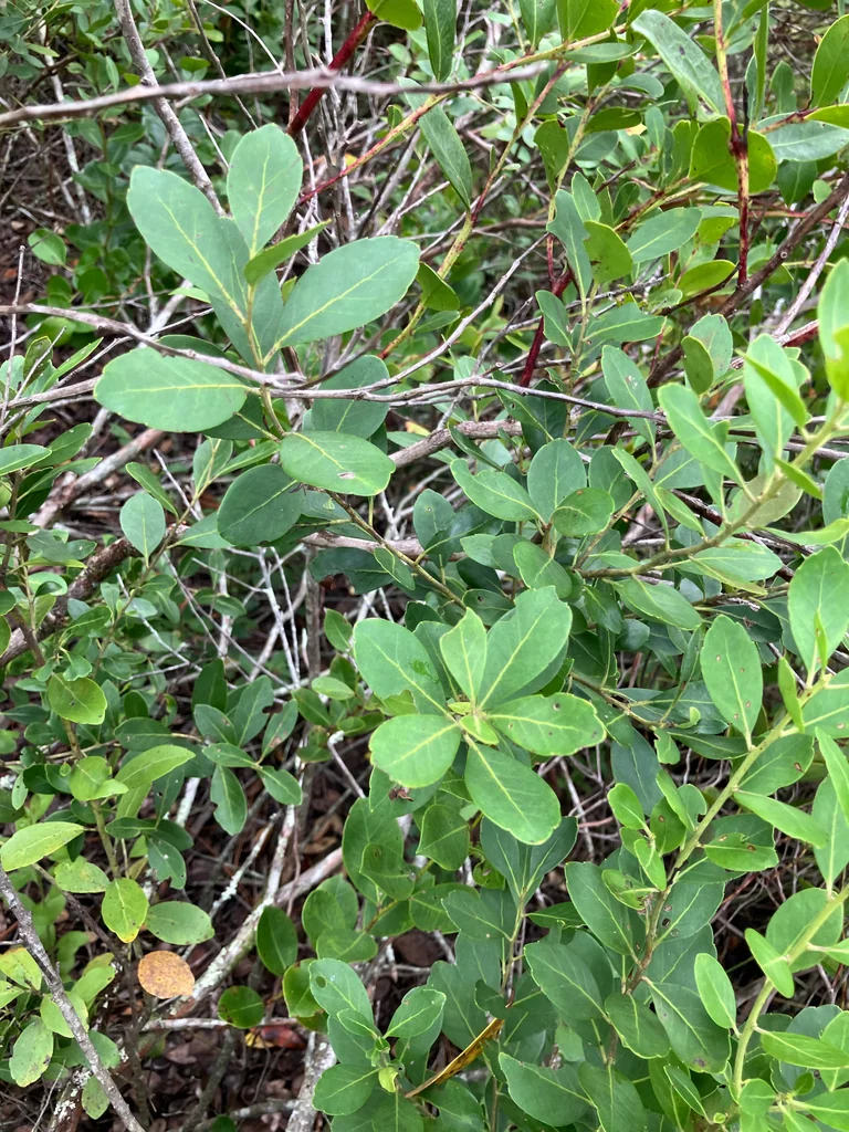 Ilex glabra