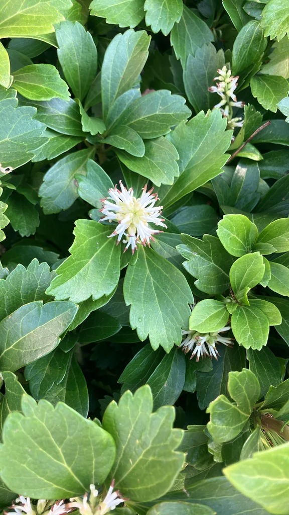 Pachysandra Terminalis